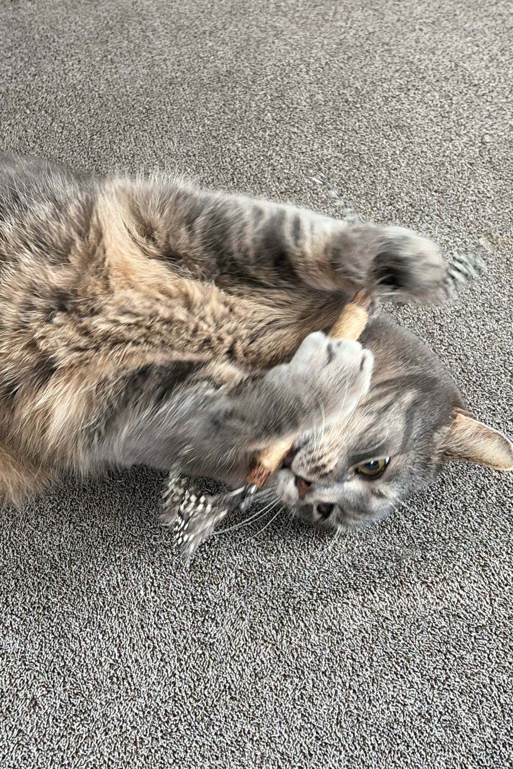 Natürliches Katzenspielzeug mit Federn – Bild 2