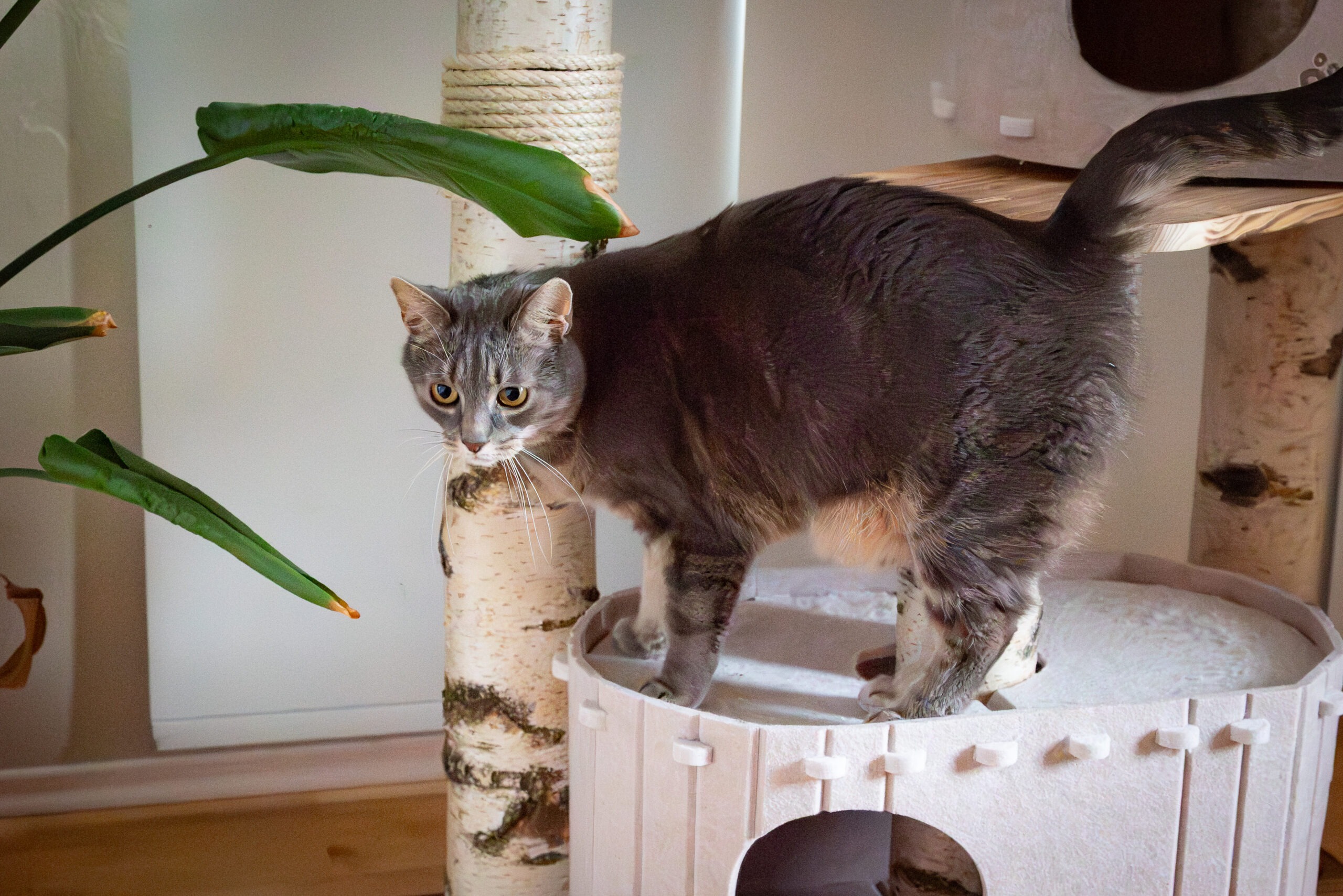 Kratzbaum Birke Höhe 2,05 m – Bild 7